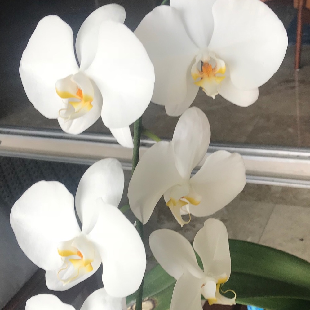 Meet your Posh Ambassador Mari ❤️